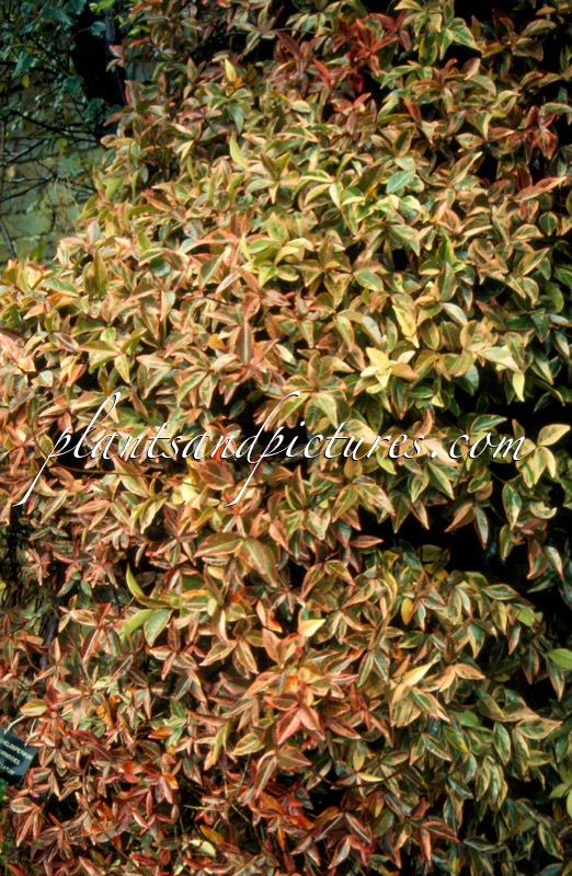 Trachelospermum jasminoides ‘Variegatum’