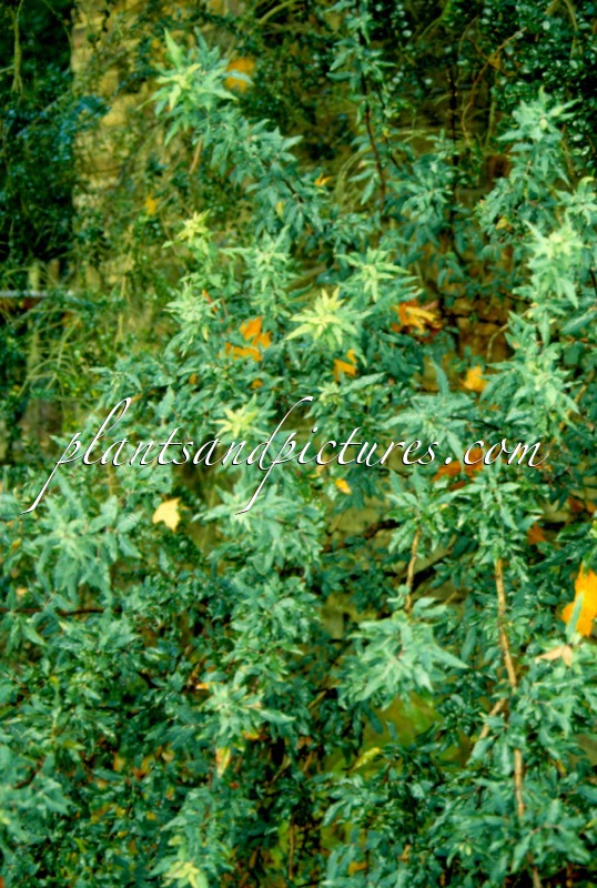 Mahonia nevinii