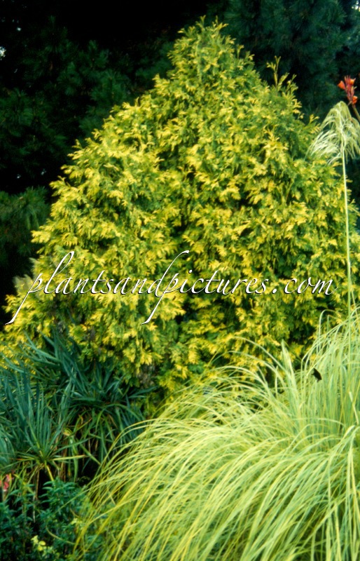 Thuja occidentalis ‘Sunkist’