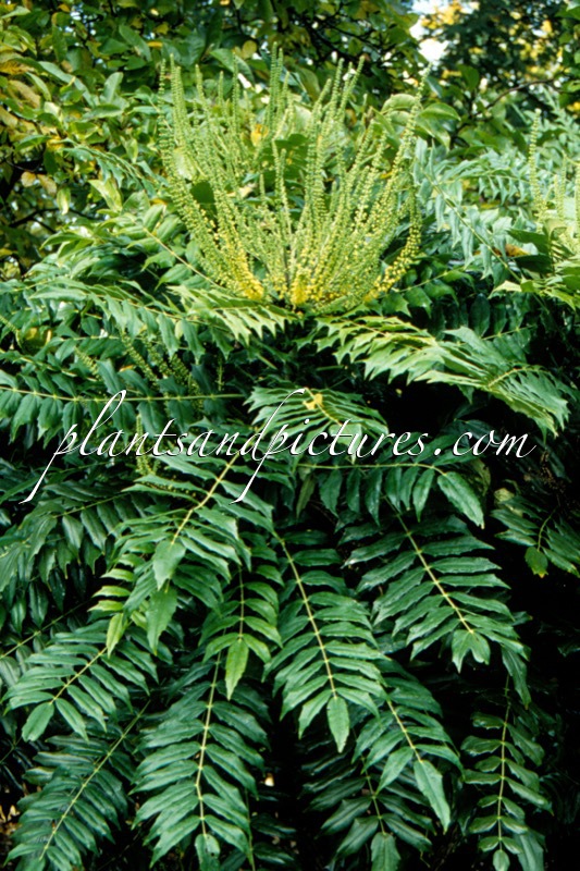 Mahonia media ‘Roundwood’