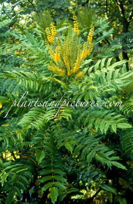 Mahonia media ‘Lionel Fortescue’