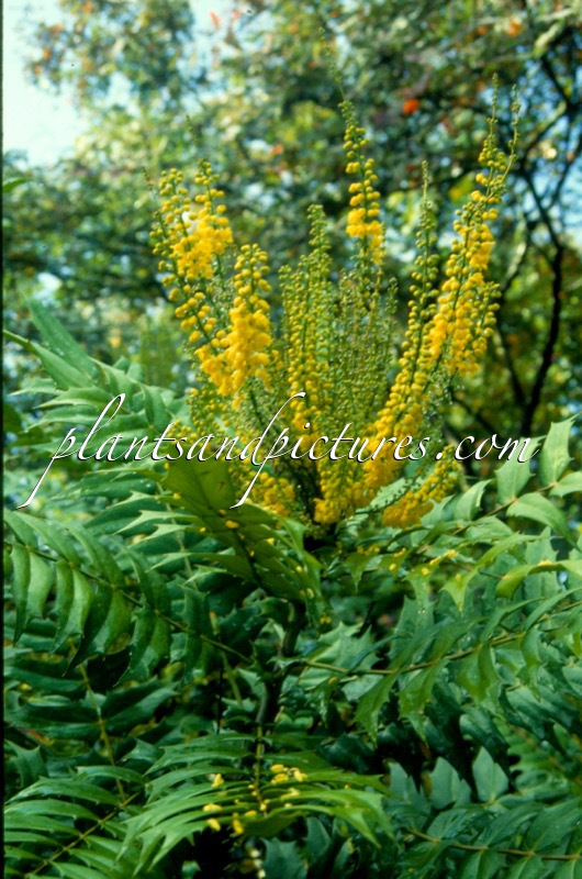 Mahonia media ‘Lionel Fortescue’