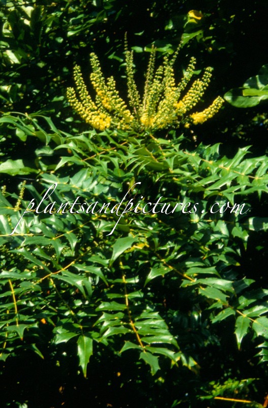 Mahonia media ‘Charity’s Sister’