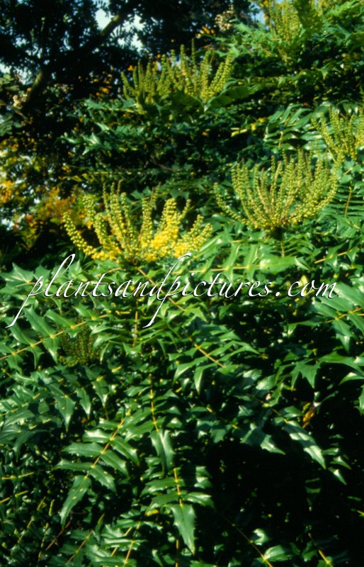 Mahonia media ‘Charity’s Sister’
