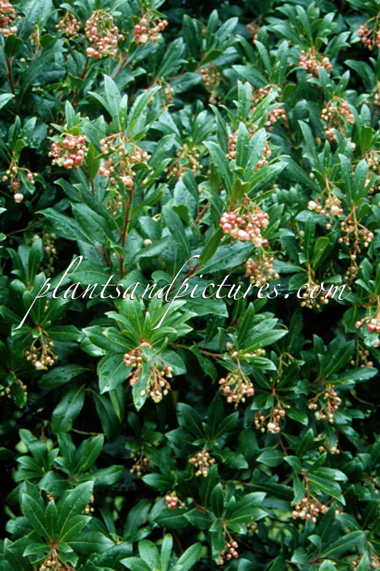Arbutus unedo ‘Rubra’