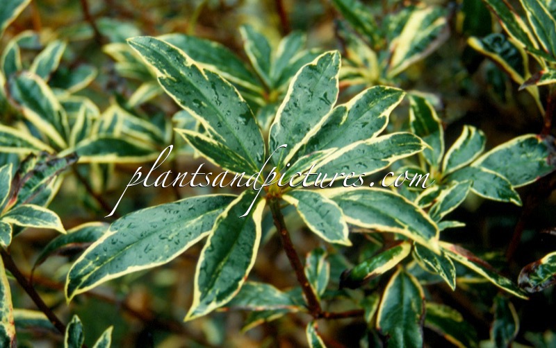 Rhododendron ponticum ‘Variegatum’