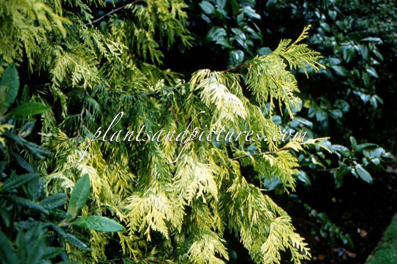 Thuja plicata ‘Irish Gold’