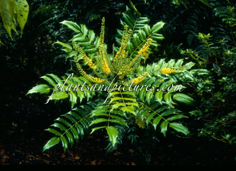 Mahonia media ‘Charity’s Sister’