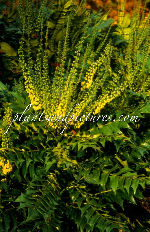 Mahonia media ‘Winter Sun’