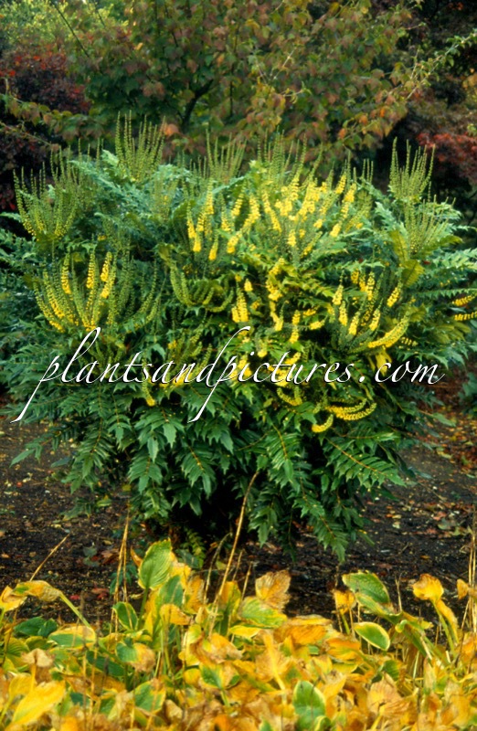 Mahonia media ‘Winter Sun’