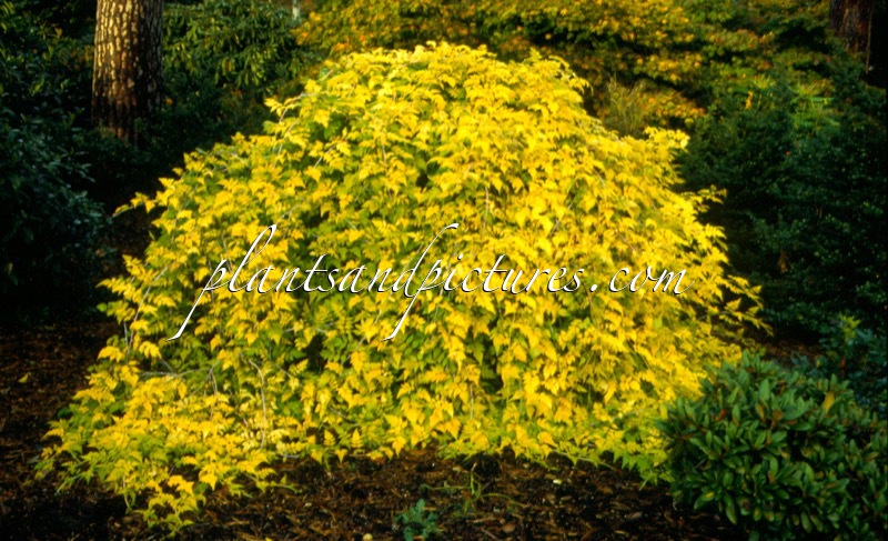 Rubus cockburnianus ‘Wyego’ (GOLDEN VALE)