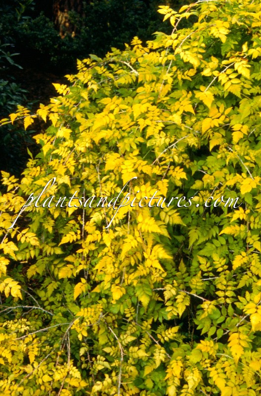 Rubus cockburnianus ‘Wyego’ (GOLDEN VALE)