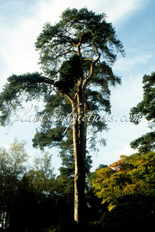 Pinus sylvestris var. scotica