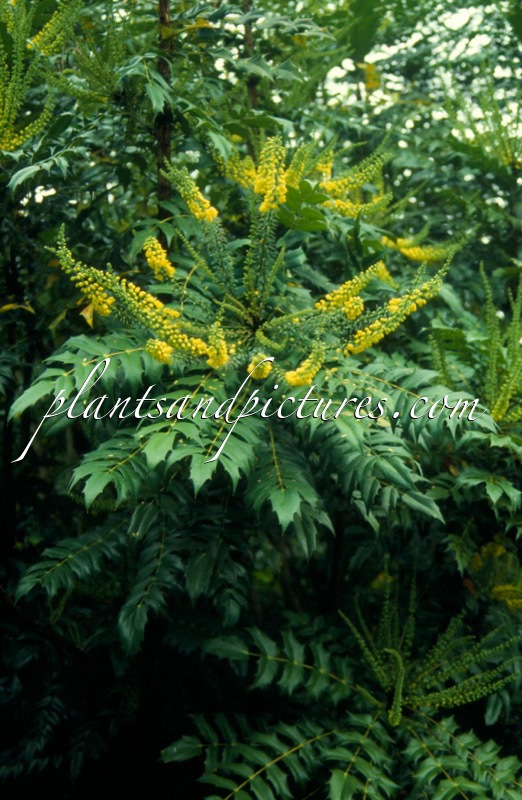 Mahonia media ‘Charity’