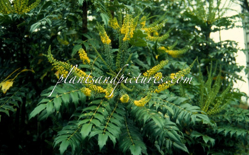 Mahonia media ‘Charity’