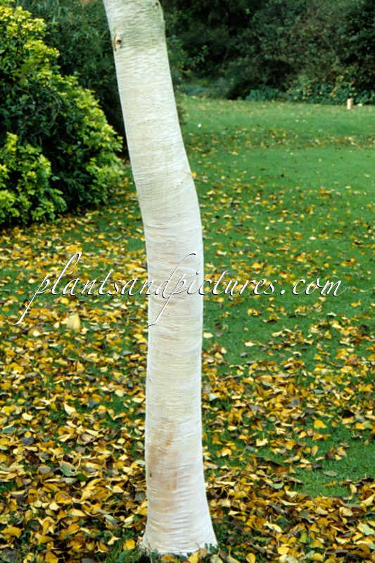 Betula ermanii ‘Grayswood Hill’
