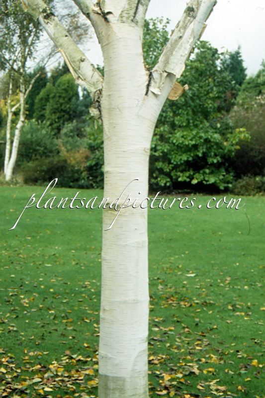 Betula utilis ‘Doorenbos’
