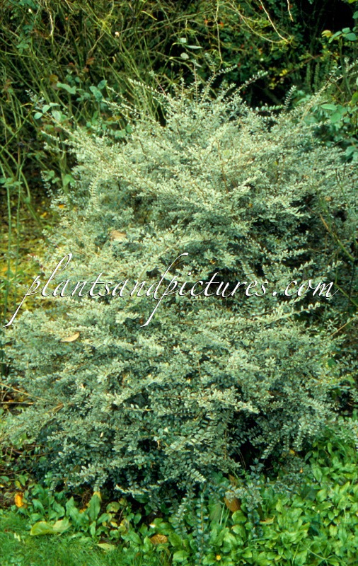 Lonicera nitida ‘Silver Beauty’