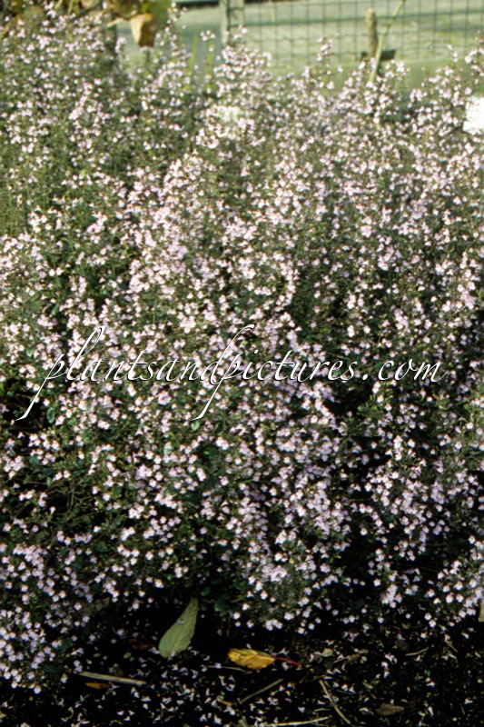Calamintha nepeta subsp. nepeta