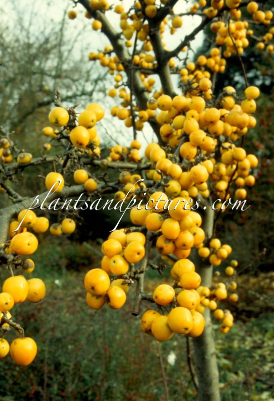 Malus ‘Golden Hornet’