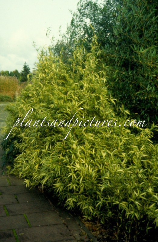 Pleioblastus chino ‘Tsuboi’