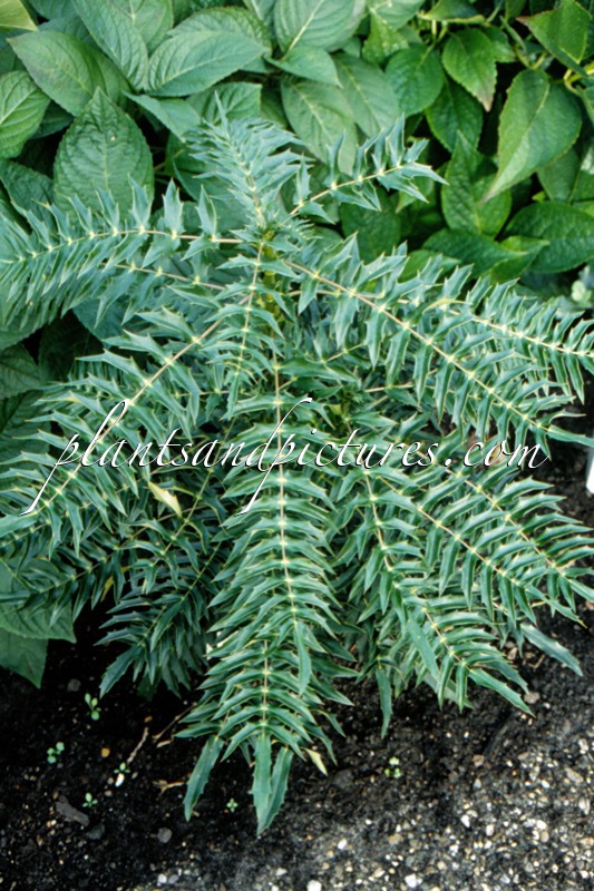 Mahonia longibracteata