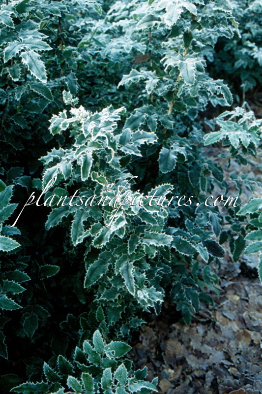 Mahonia aquifolium