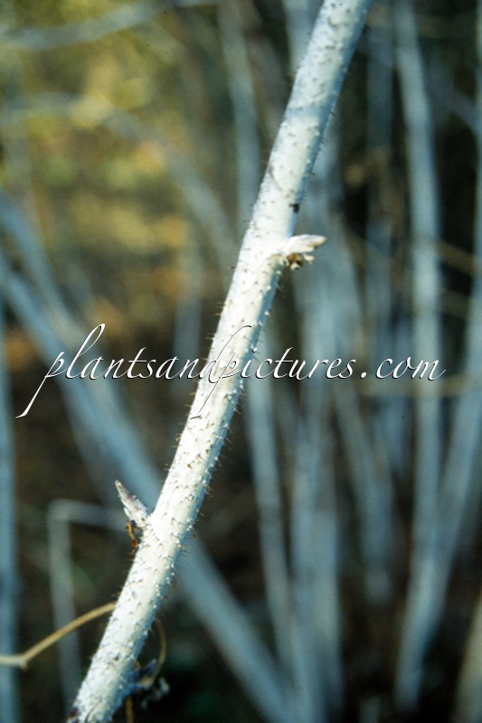 Rubus lasiostylus var. hubeiensis