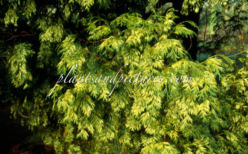 Thuja plicata ‘Zebrina’