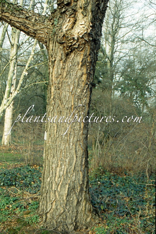 Betula nigra