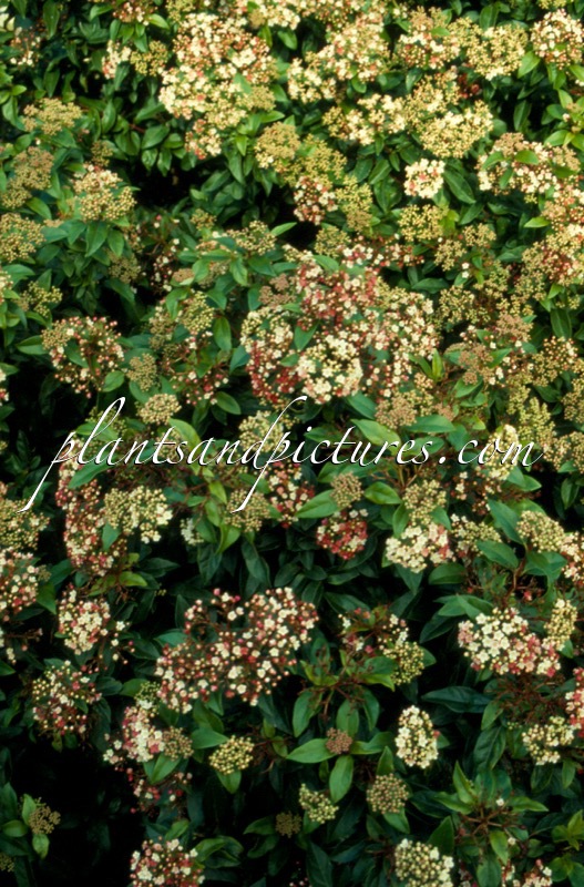Viburnum tinus ‘Eve Price’