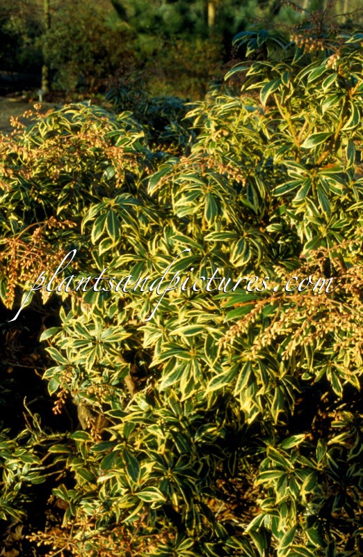 Pieris japonica ‘White Rim’