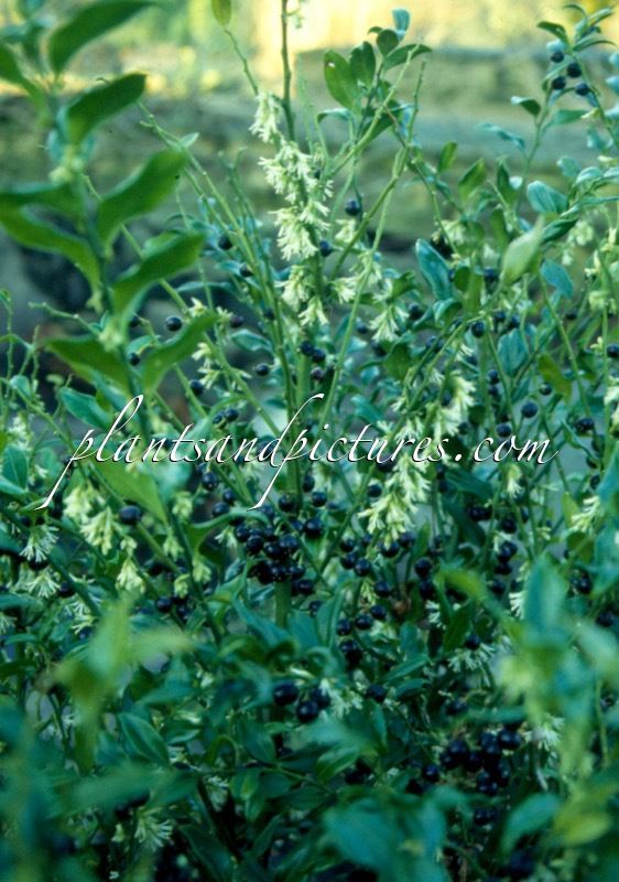 Sarcococca confusa