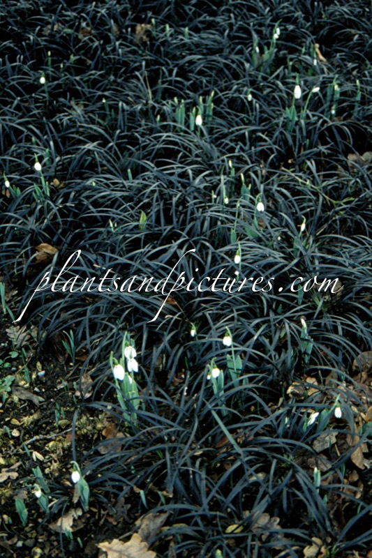 Ophiopogon planiscapus ‘Niger’