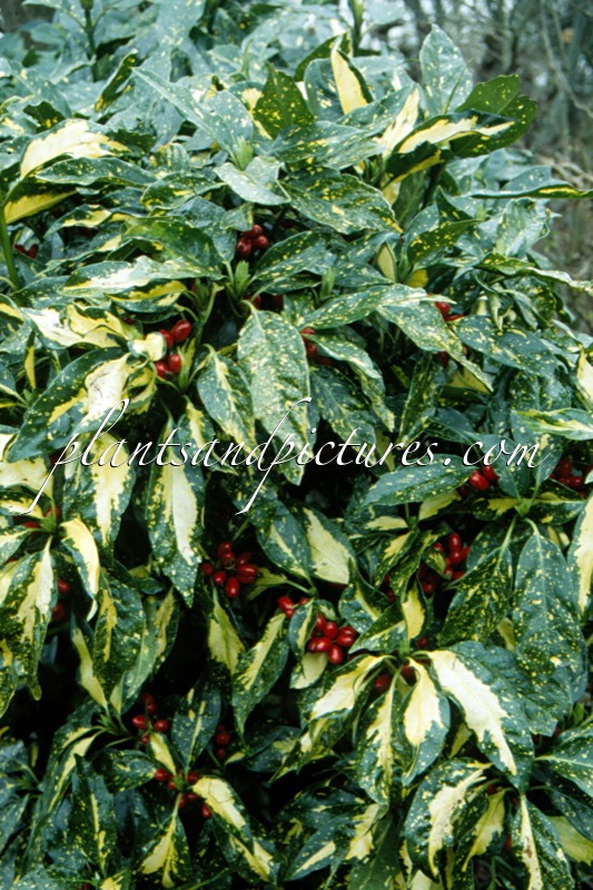 Aucuba japonica ‘Picturata’