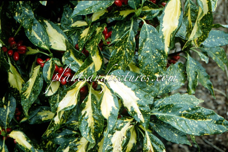 Aucuba japonica ‘Picturata’