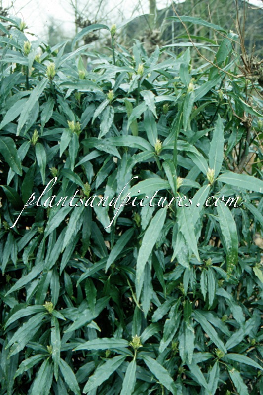 Aucuba japonica ‘Salicifolia’