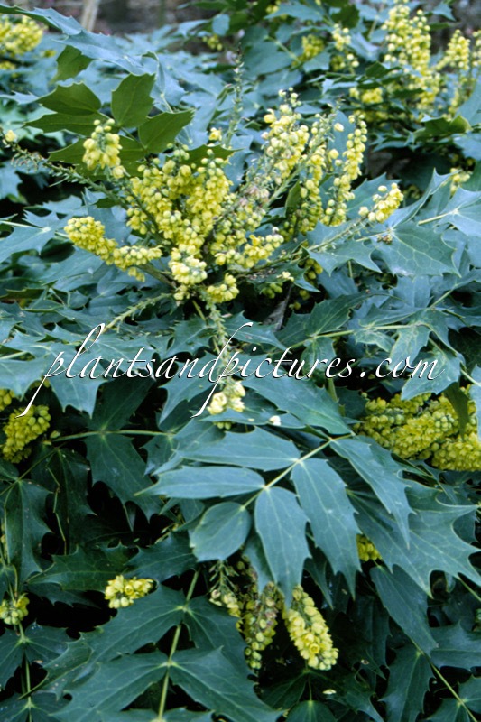 Mahonia napaulensis