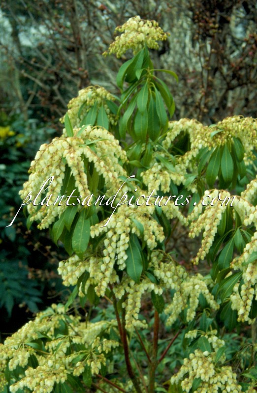 Pieris japonica var. polita