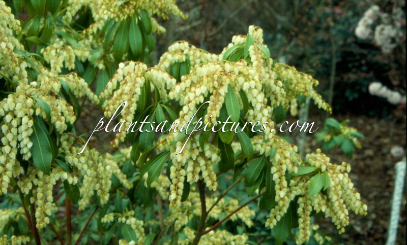 Pieris japonica var. polita