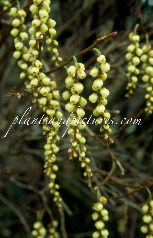 Stachyurus praecox