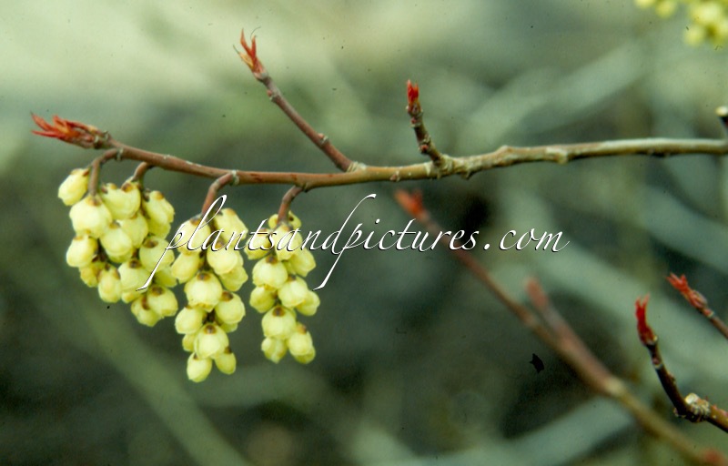 Stachyurus praecox var. leucotrichus