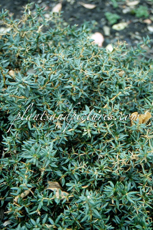 Berberis candidula