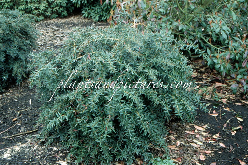 Berberis ‘Klugowski’