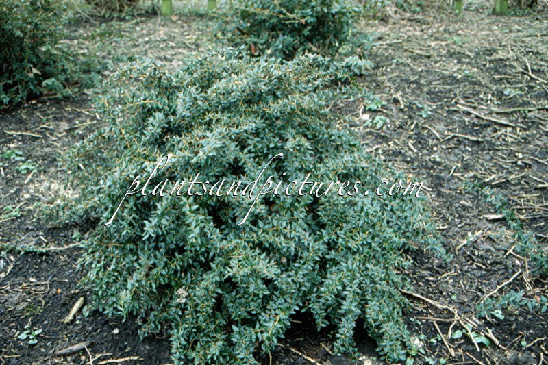 Berberis frikartii ‘Telstar’
