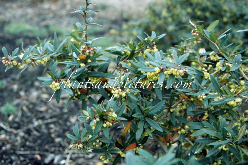 Berberis ‘Wintonensis’
