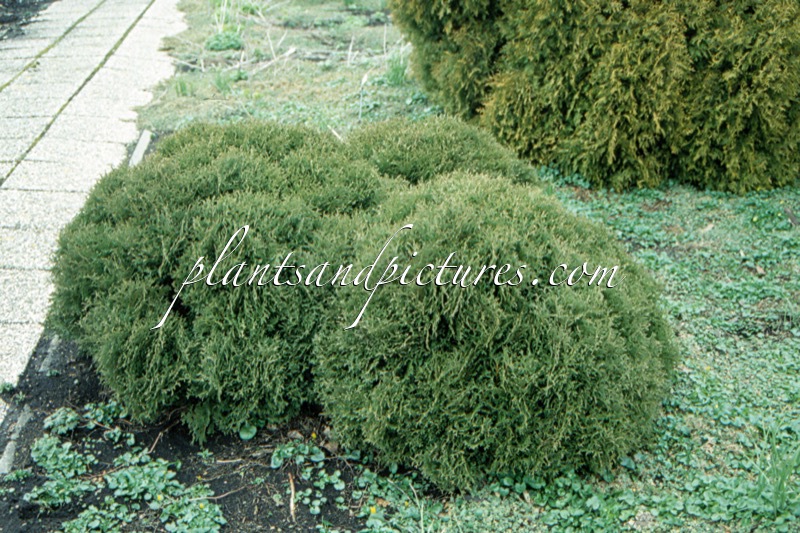 Thuja occidentalis ‘Tiny Tim’