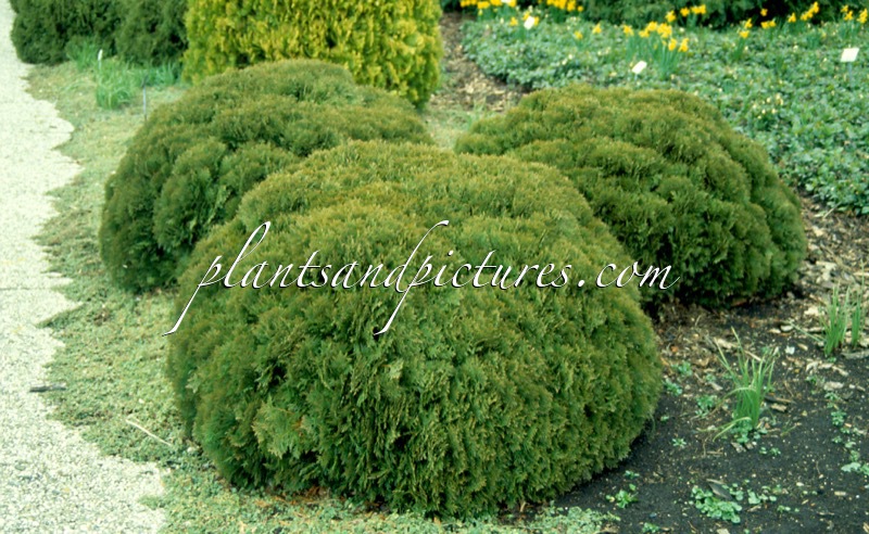 Thuja occidentalis ‘Danica’
