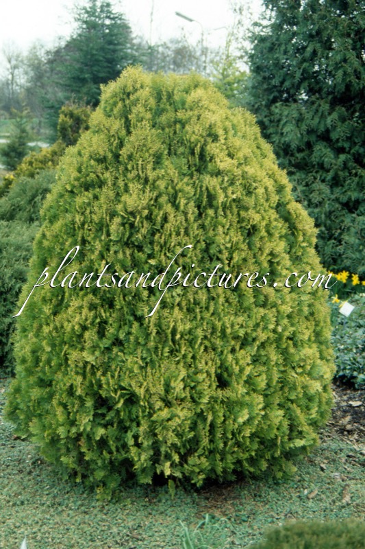 Platycladus orientalis ‘Golden Surprise’