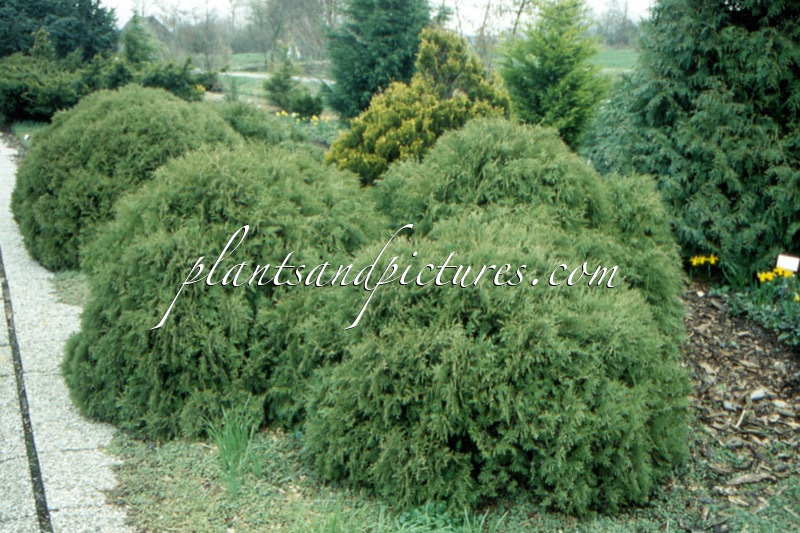 Thuja occidentalis ‘Globosa’